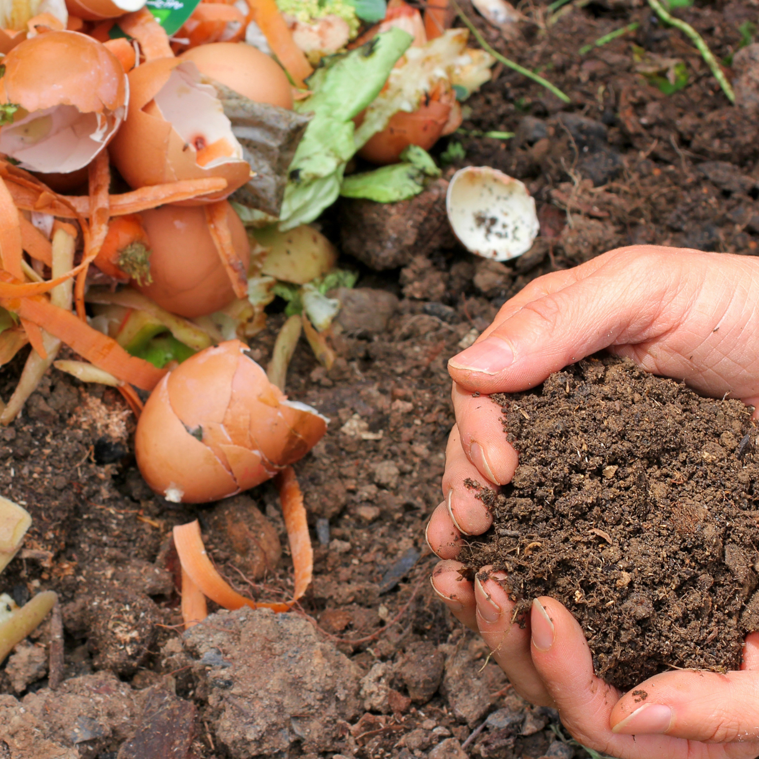 Alimentation zéro déchet : repenser nos habitudes