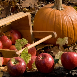 Compote pommes et potimarron